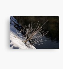 Winter Glory Canvas Print
