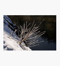 Winter Glory Photographic Print