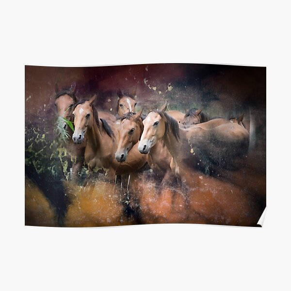 Brumbies Seven Poster