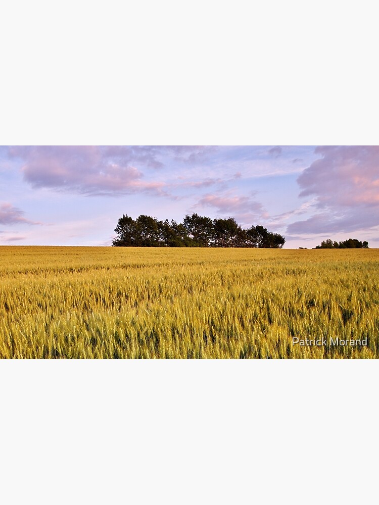 Thumbnail 3 of 3, Photographic Print, Wheat field at dusk designed and sold by Patrick Morand.