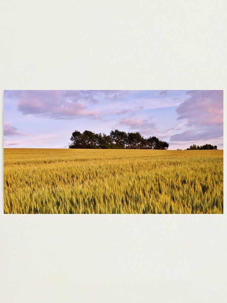 Alternate view of Wheat field at dusk Photographic Print