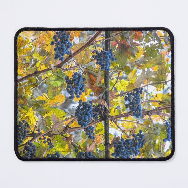Item preview, Uzbekistan. Samarkand. Wine Grapes. designed and sold by vadim19.