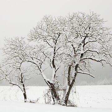 Artwork thumbnail, Trees, snow and mist by patmo