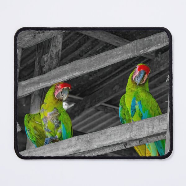 Item preview, Green Macaw Parrots in a Barn designed and sold by SafariByMarisa.