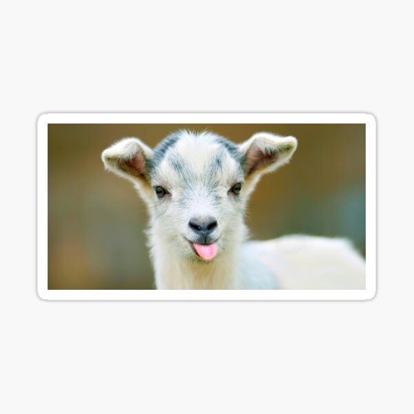 Baby Goat Gifts & Merchandise Redbubble