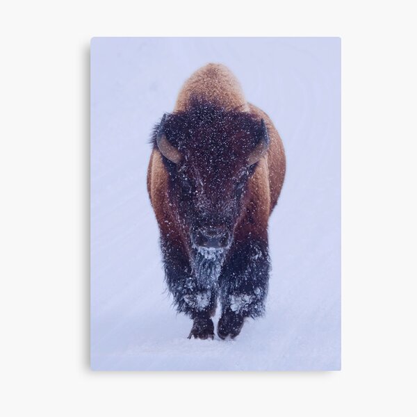 Item preview, Winter's Grace: Snowy Bison in Yellowstone National Park designed and sold by Rocky Mountain Artistry.