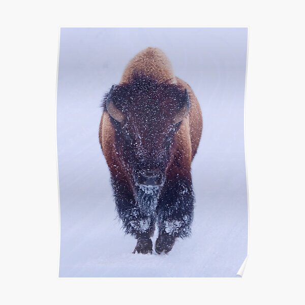 Bison Moving Through the Snow in Yellowstone National Park Poster