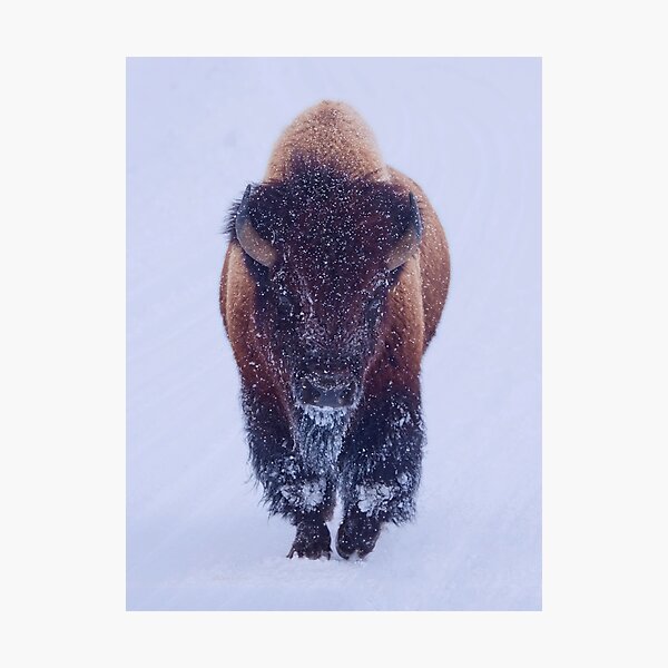 Bison Moving Through the Snow in Yellowstone National Park Photographic Print