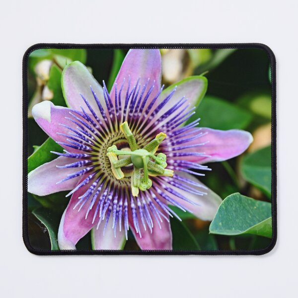 Item preview, Passion Flower designed and sold by Tdcc2000.
