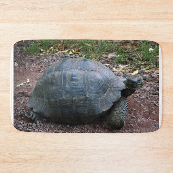 Item preview, Curious Giant Galapagos Tortoise designed and sold by Catherine Sherman.