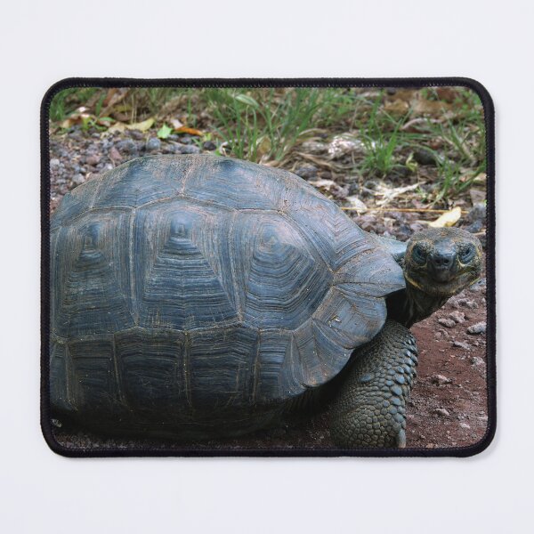 Item preview, Curious Giant Galapagos Tortoise designed and sold by Catherine Sherman.