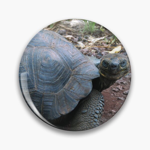 Item preview, Curious Giant Galapagos Tortoise designed and sold by Catherine Sherman.