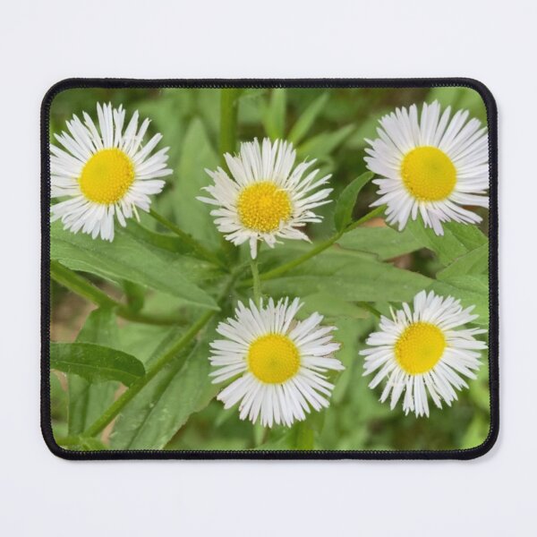 Item preview, Little Wild Daisies designed and sold by Amanda1775.