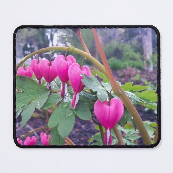 Item preview, Bleeding Hearts Flower designed and sold by OnigiriSuiko.