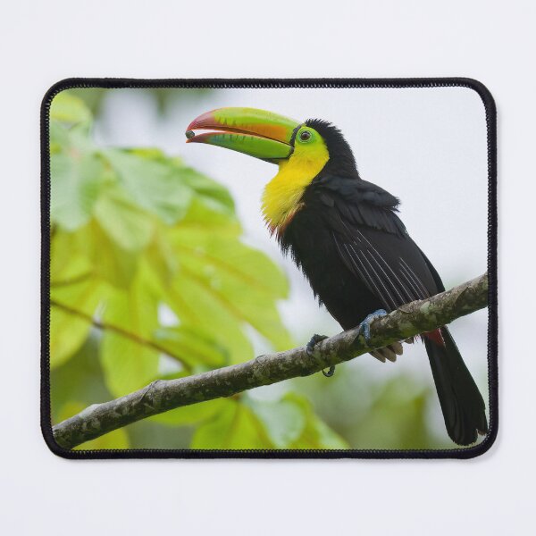 Item preview, Keel-billed Toucan designed and sold by Roger  Mackertich.