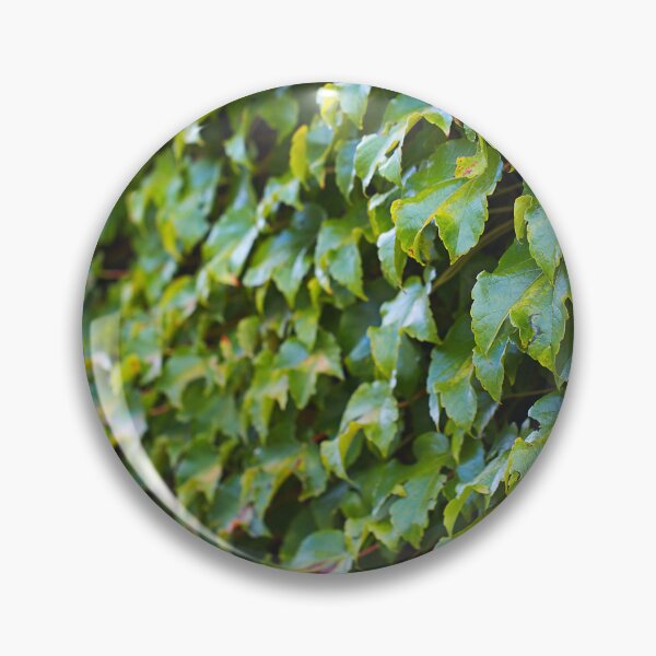 Item preview, Green Leaves Of Red Boston Ivy Climber designed and sold by Joy Watson - Natural Light Photography .