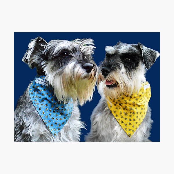 Item preview, Hansel y Gertie los Schnauzer designed and sold by barksandsqueaks.