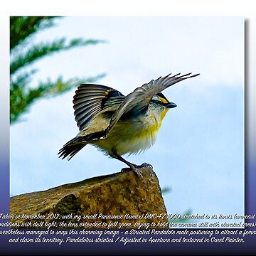 Artwork thumbnail, PARDALOTE ~ MICRO TALE ~ Striated Pardalote SuGpSf7Y by David Irwin by tasmanianartist