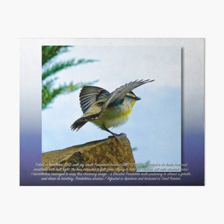 CRITTERS ~ PARDALOTE ~ Striated Pardalote SuGpSf7Y by tasmanianartist Art Board Print