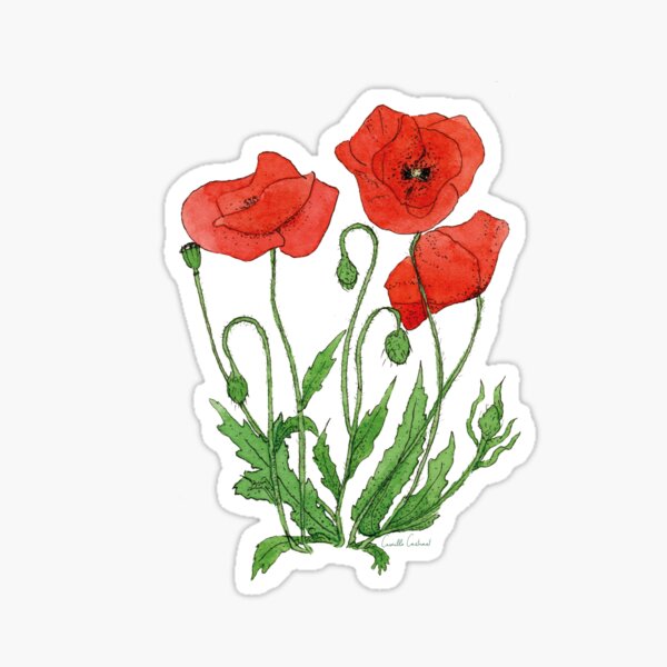 Item preview, Watercolor and ink poppies designed and sold by CamilleCastanet.