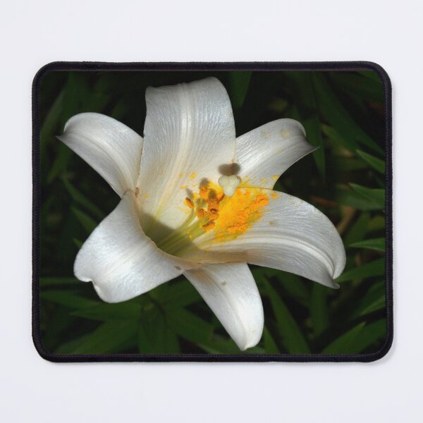 Item preview, Abundant pollen designed and sold by B. Randi Bailey.