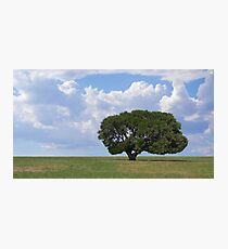 Solitude Photographic Print