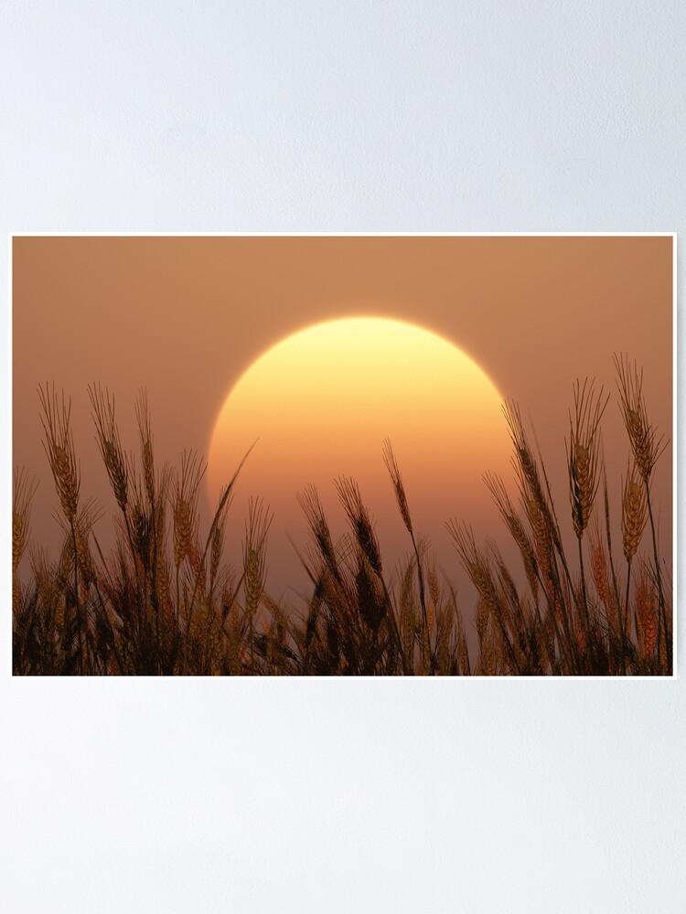 Thumbnail 1 of 3, Poster, Sunset designed and sold by FrankThomas.