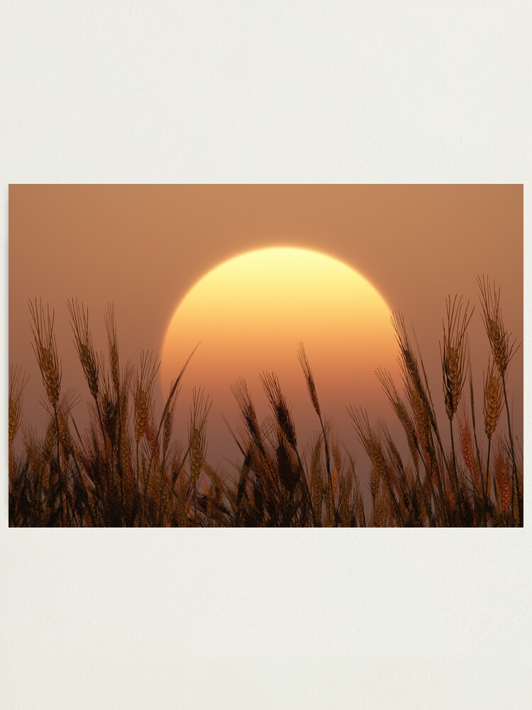 Alternate view of Sunset Photographic Print