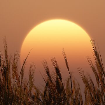 Artwork thumbnail, Sunset by FrankThomas
