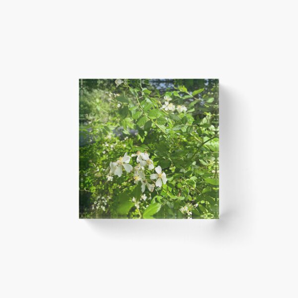 Item preview, Wild Roses designed and sold by Stephanie Fay.