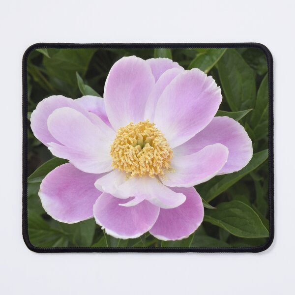 Item preview, Lovely Shrub Peony designed and sold by Kathleen Brant.