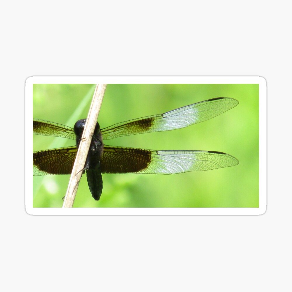 Dragonfly
