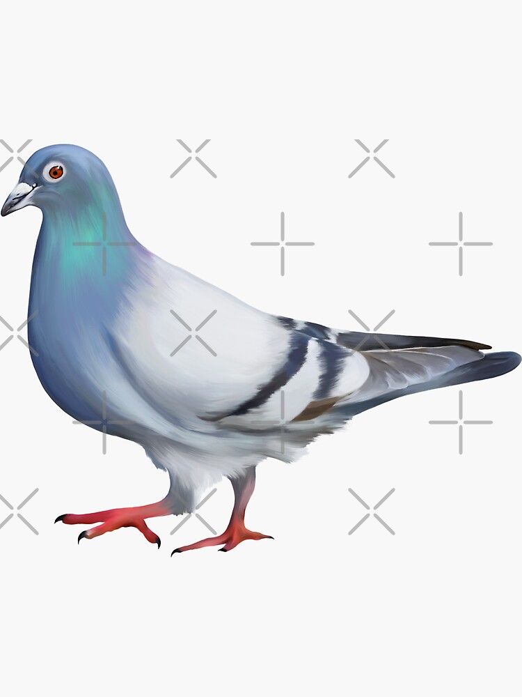 PIGEON