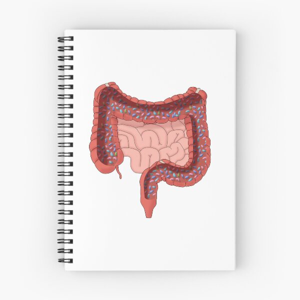 Item preview, Large Intestine with Healthy Bacteria, Illustration designed and sold by ScienceSource.