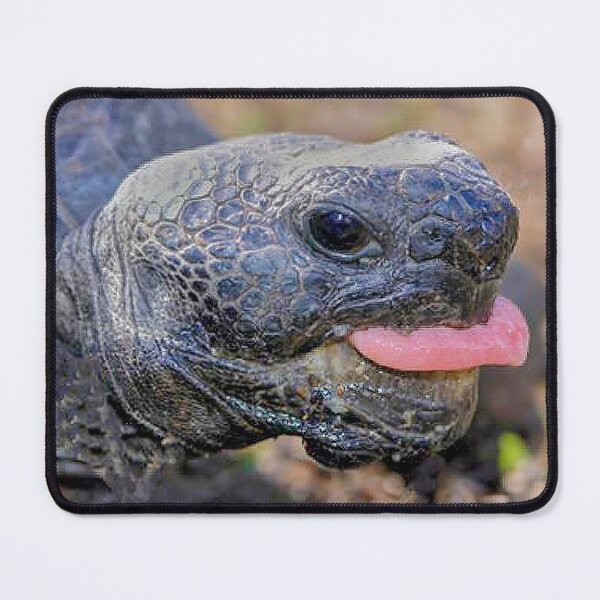 Item preview, Gopher tortoise designed and sold by Joe Saladino.