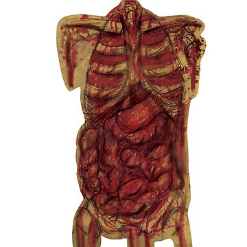 Artwork thumbnail, Old Anatomy (Torso) by D00dleDucky