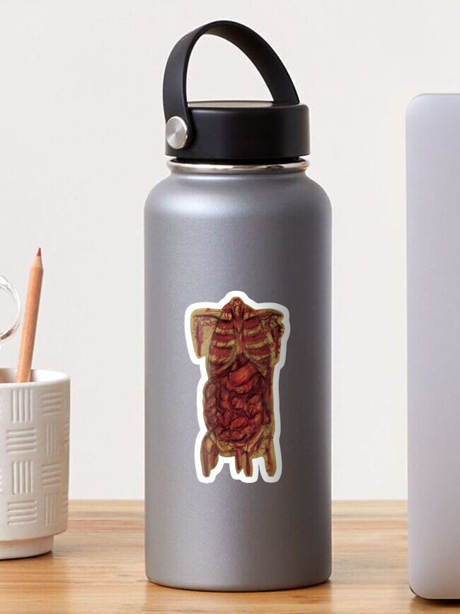 Thumbnail 1 of 3, Sticker, Old Anatomy (Torso) designed and sold by D00dleDucky.