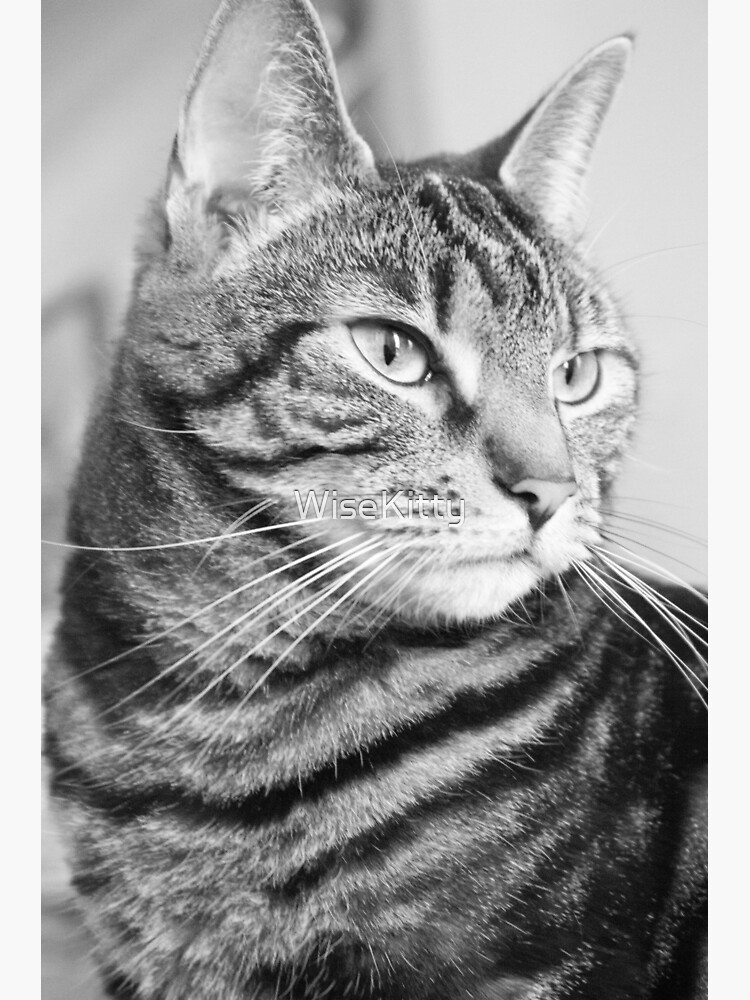 black and white tabby cat images