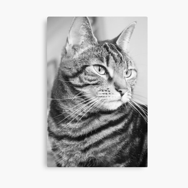 Tabby Cat in Black and White Canvas Print