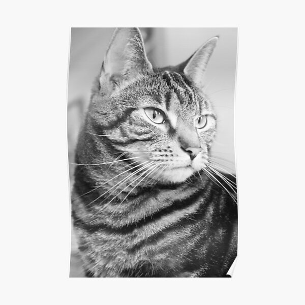 Tabby Cat in Black and White Poster
