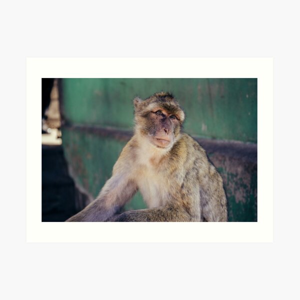 Gibraltar - Affenfelsen Art Print