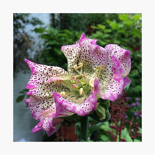 FoxGlove Photographic Print
