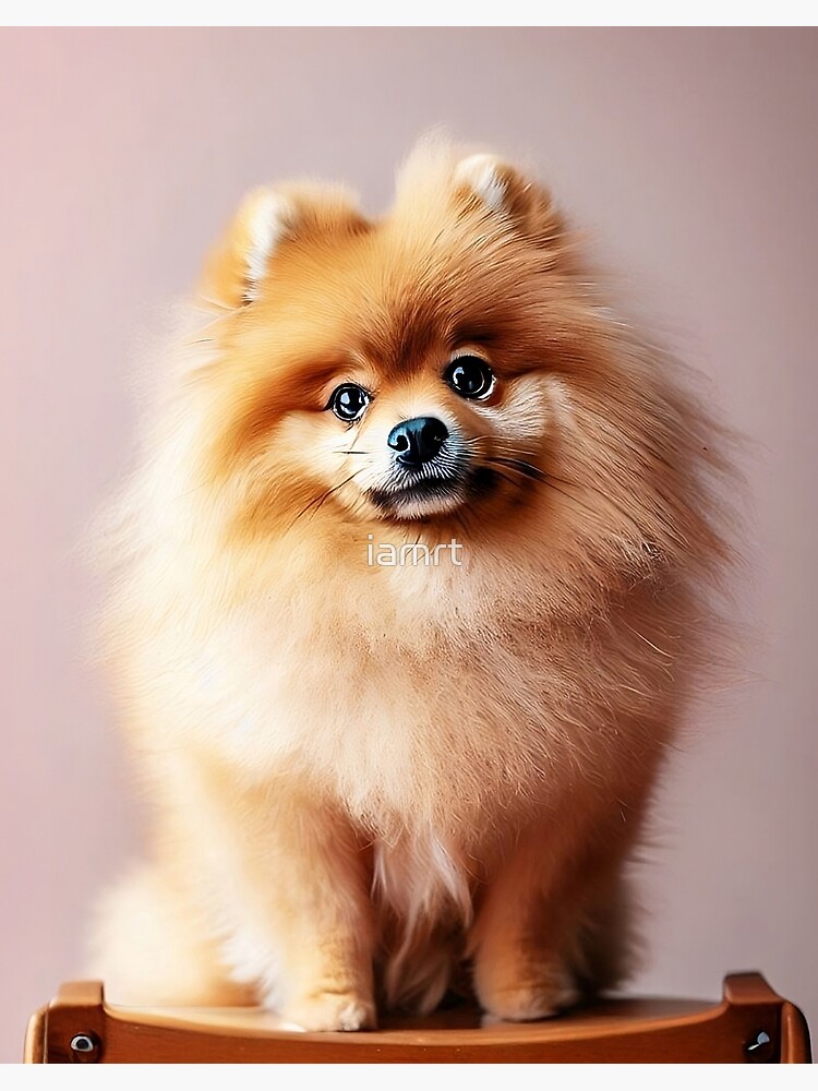 Pretty pomeranian sales