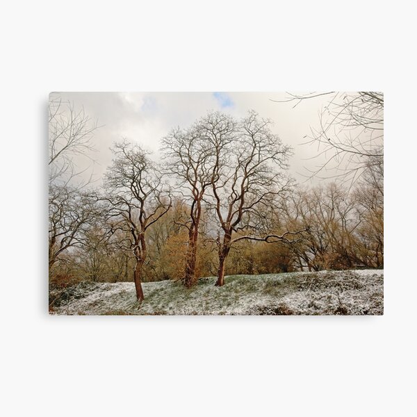 Curly winter trees Canvas Print