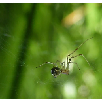 Artwork thumbnail, Checking The Net by Gozza