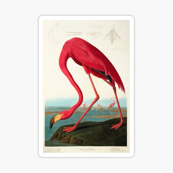 Item preview, Greater flamingo, artwork (C011/3016) designed and sold by SciencePhoto.