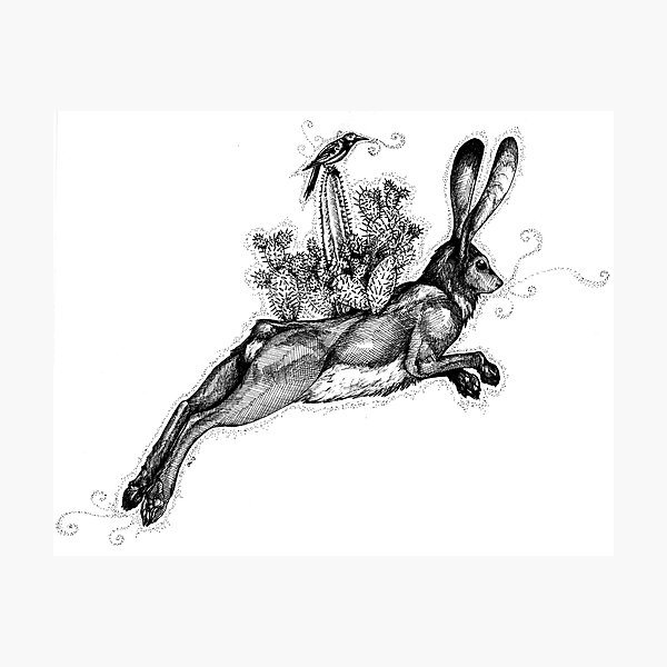 Hare Desert Biosphere Photographic Print