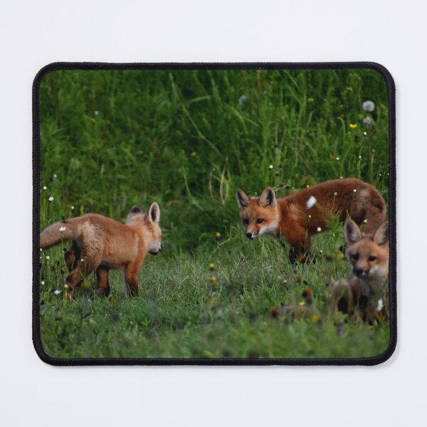 Item preview, Young foxes in a field designed and sold by Claude Laprise.