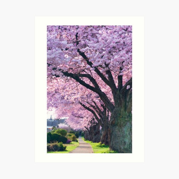 Blossoming Street Art Print