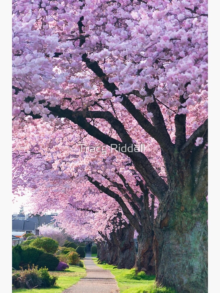 Blossoming Street by taos